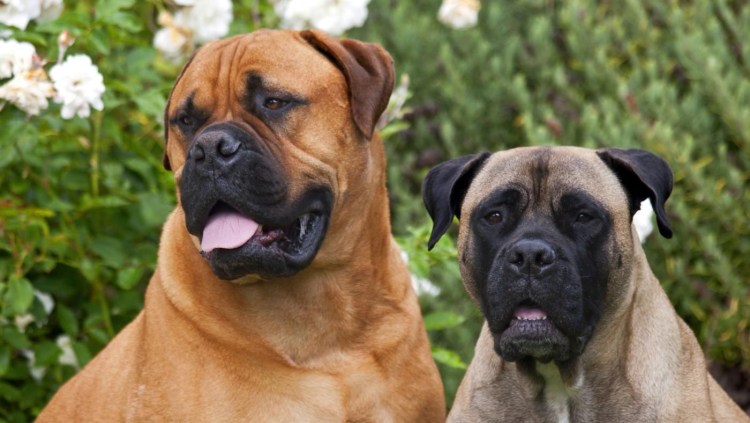 Собака охранник породы Бульмастиф