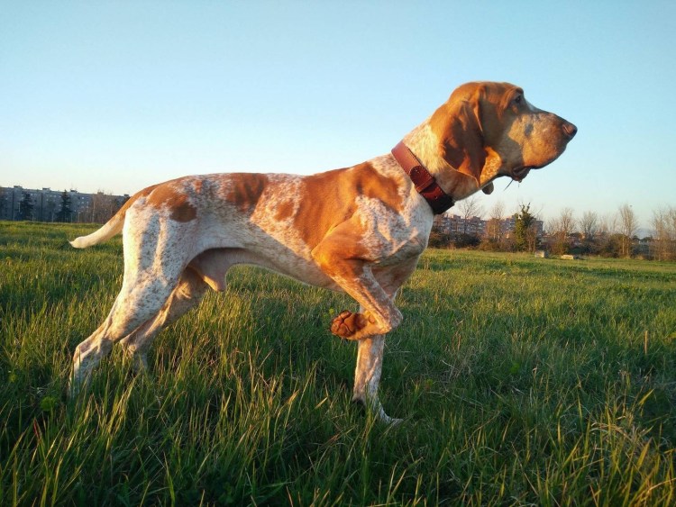 Бракко итальяно собака