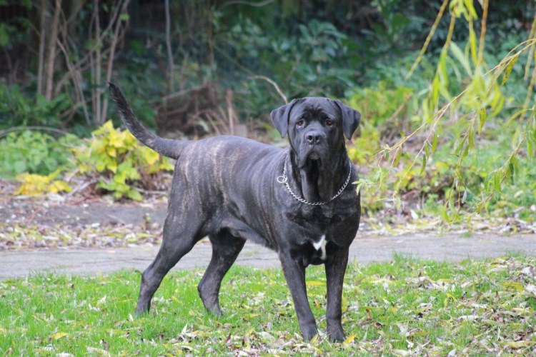 Кане Корсо сторожевая