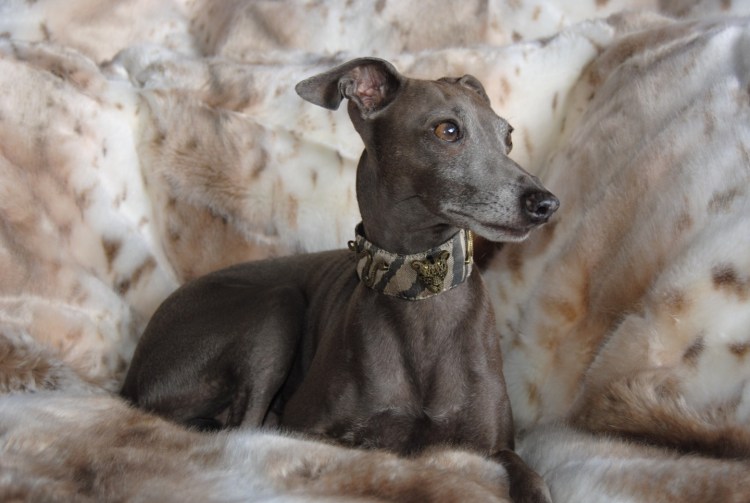 Левретка хохлатая