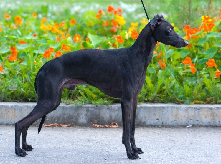 Левретка порода собак