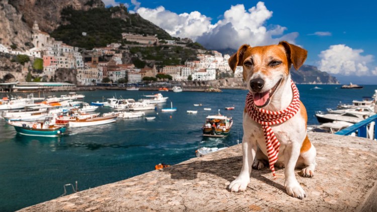 Собаки в Италии