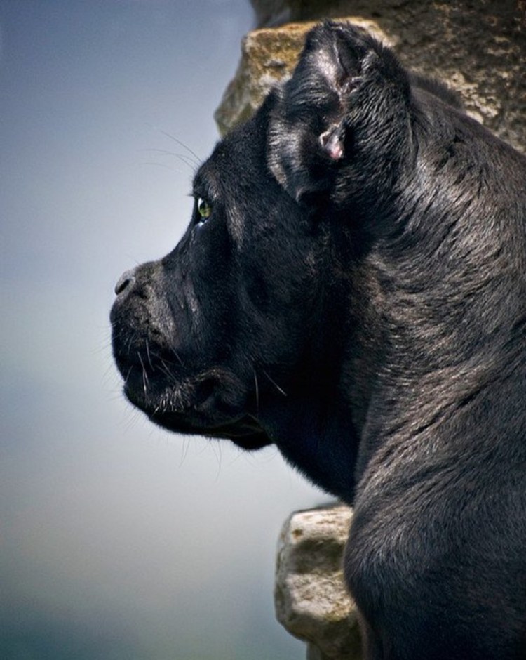 Популярные породы собак 2022