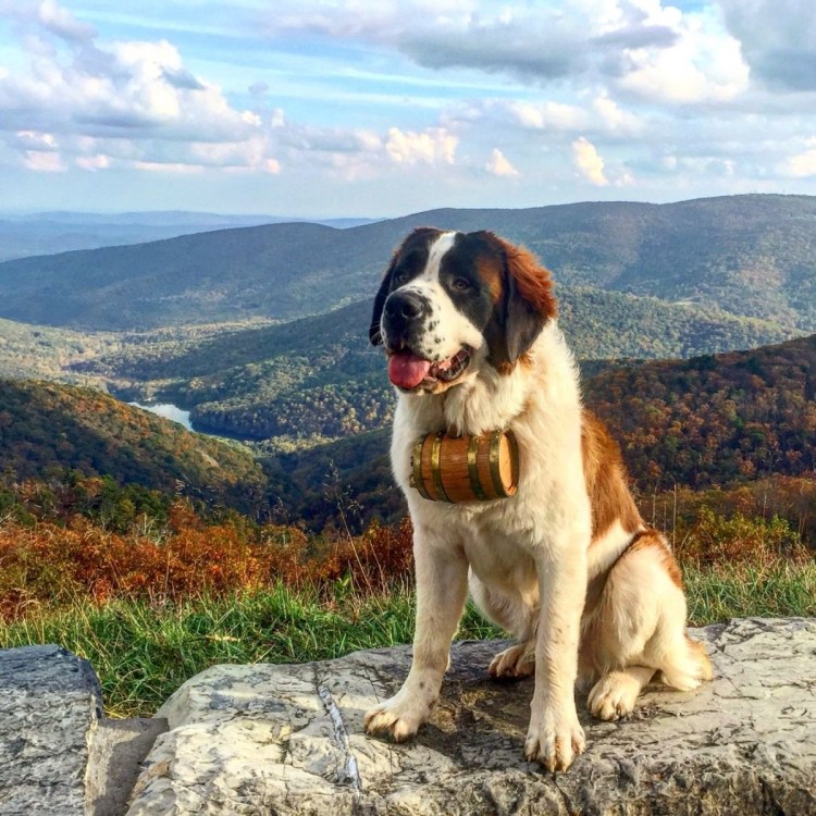 Шотландский Сенбернар