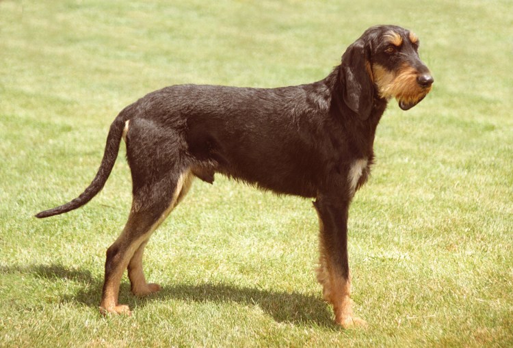 Итальянская гончая сегуджио