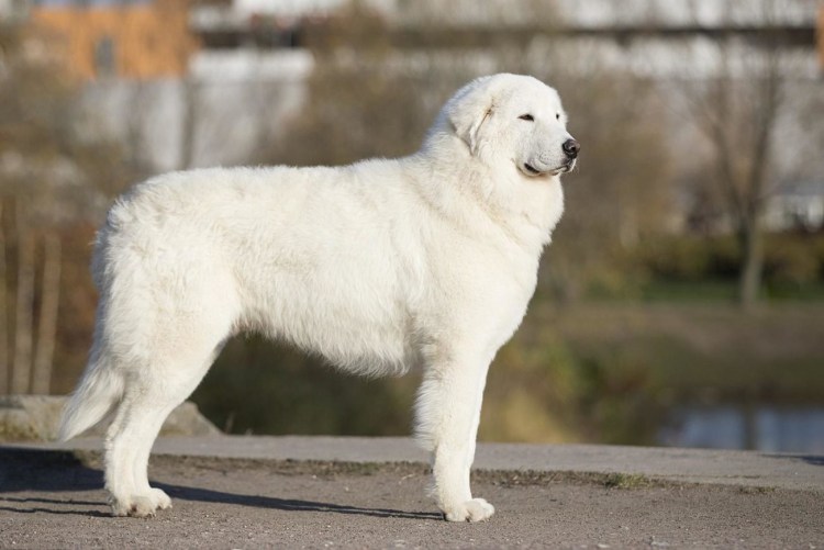 Маремма-абруццкая овчарка