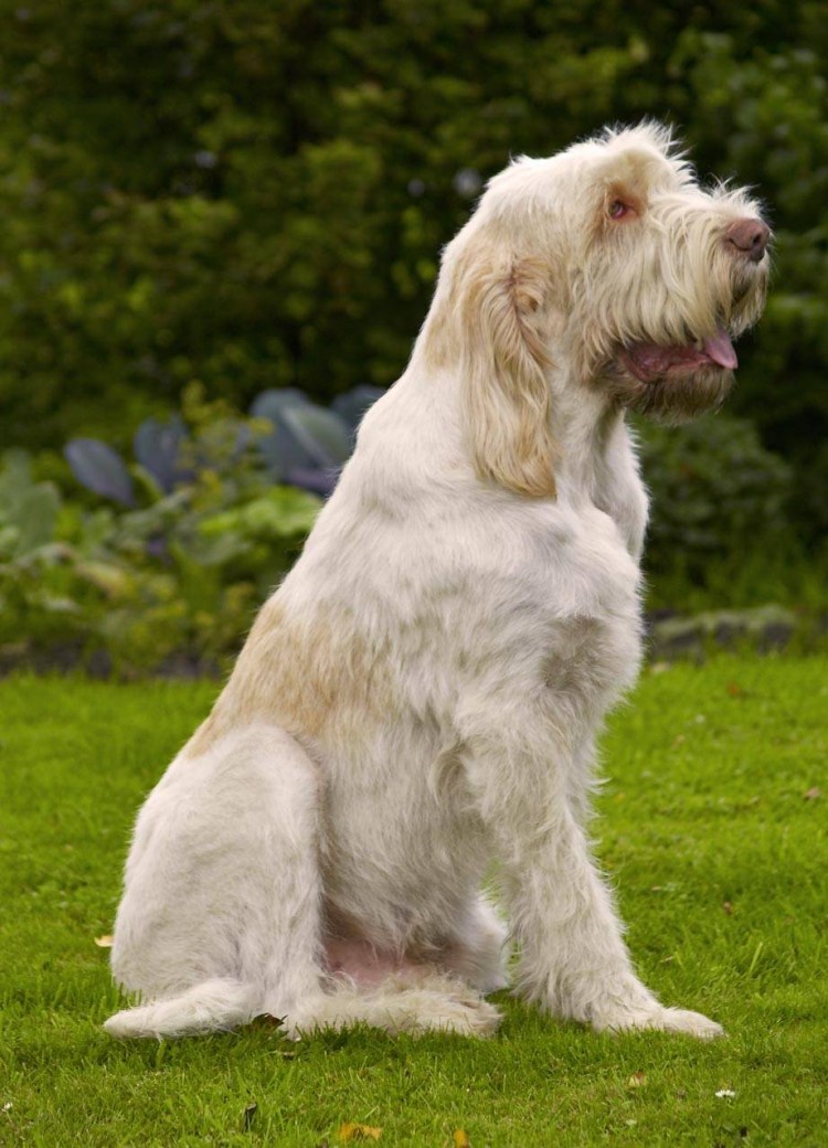 Порода спиноне