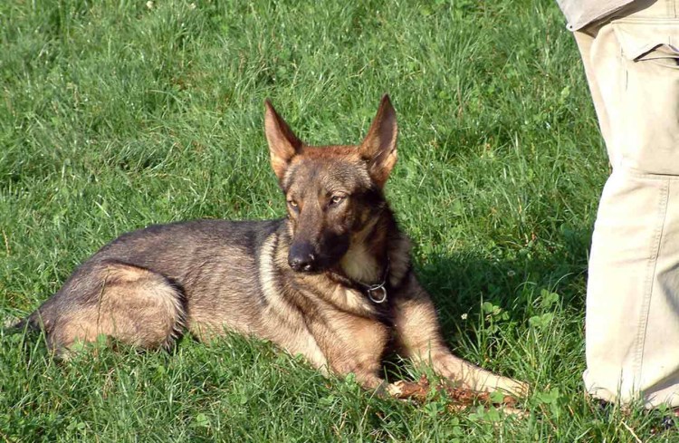 Итальянская овчарка Лупо