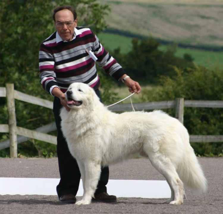 Белая пастушья собака Маремма