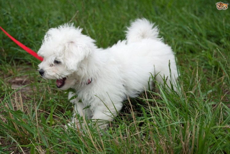 Болонка сторожевая