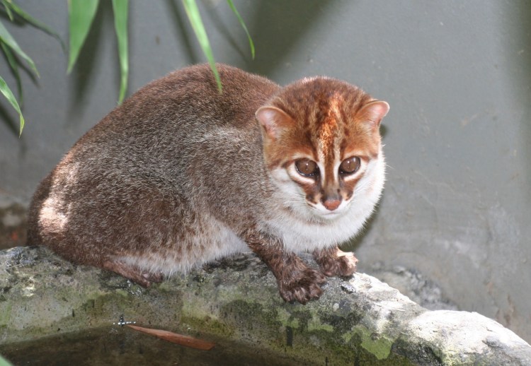 Суматранская кошка