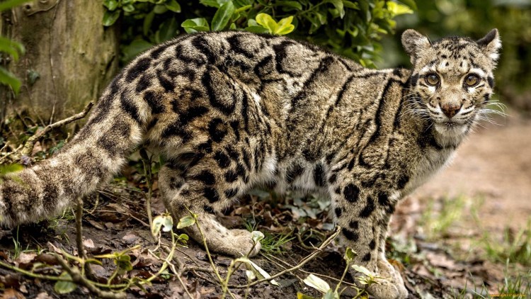 Сервал кошка