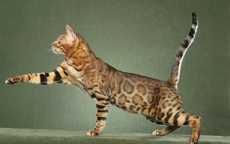 Каракал котенок