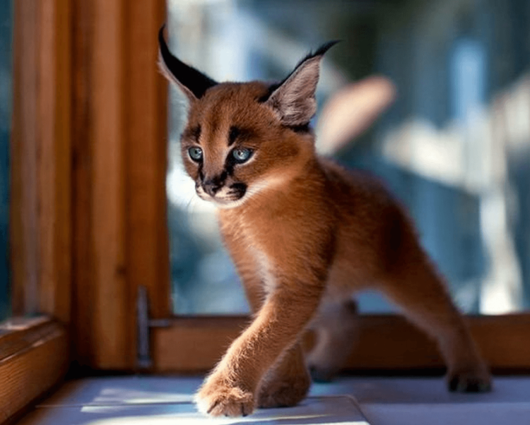 Ориентальная короткошерстная