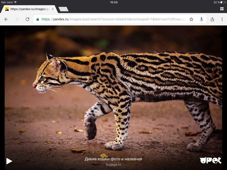 Дикий кот Оцелот фото