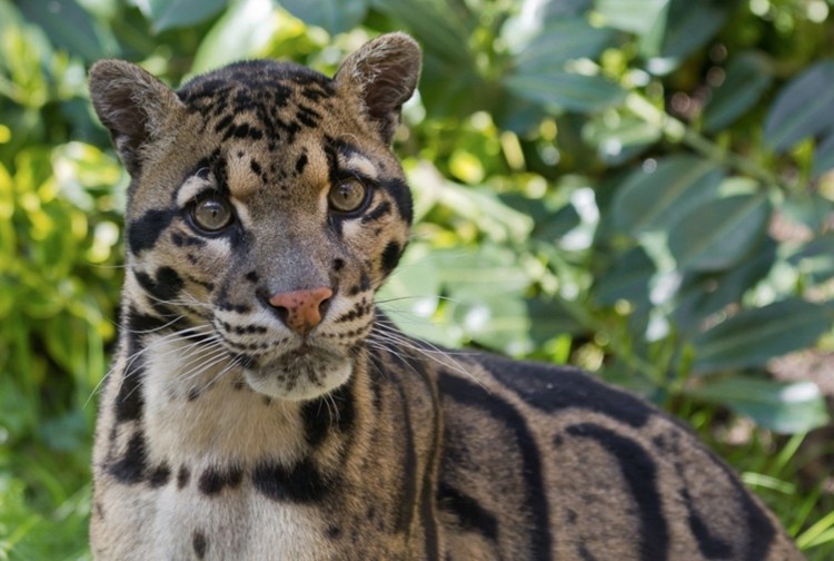 Котята породы каракал