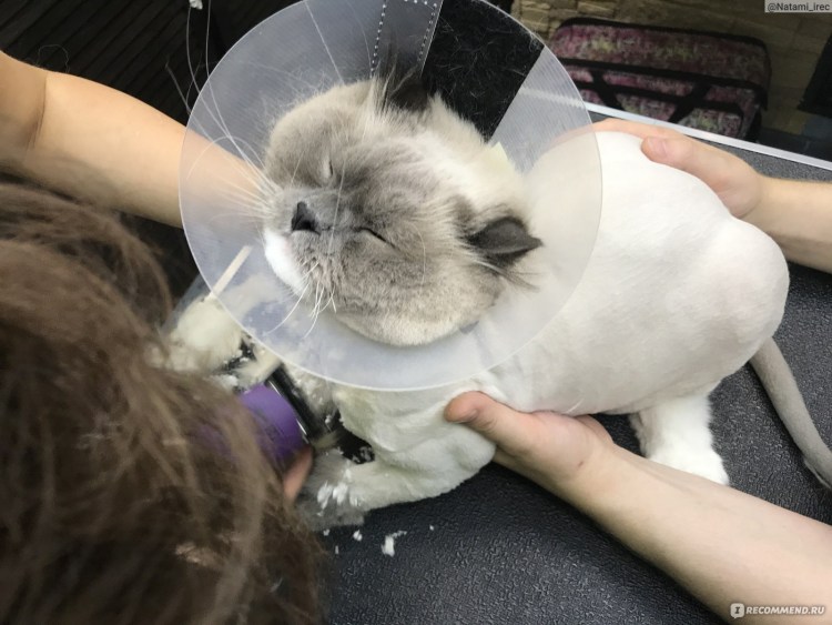 Стрижка котов во Владимире