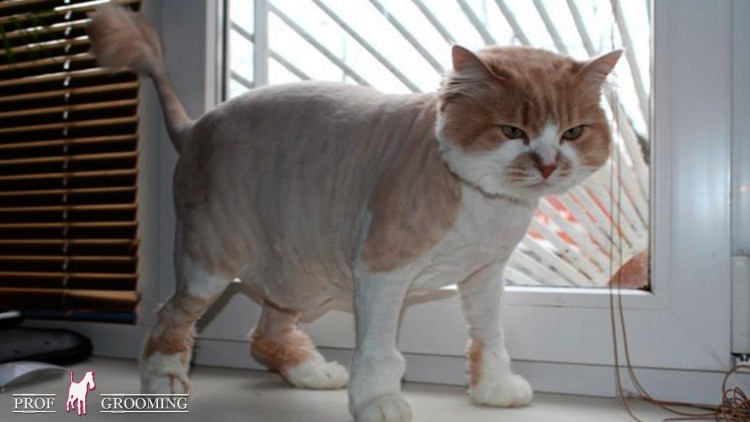 Стрижка Пума для кошек