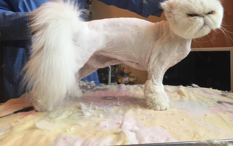 Подстричь кота машинкой для человека