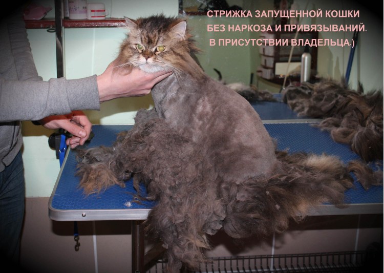 Санитарная стрижка кошек
