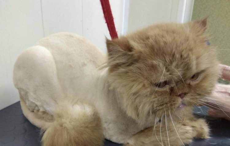 Стрижка котов с успокоительным