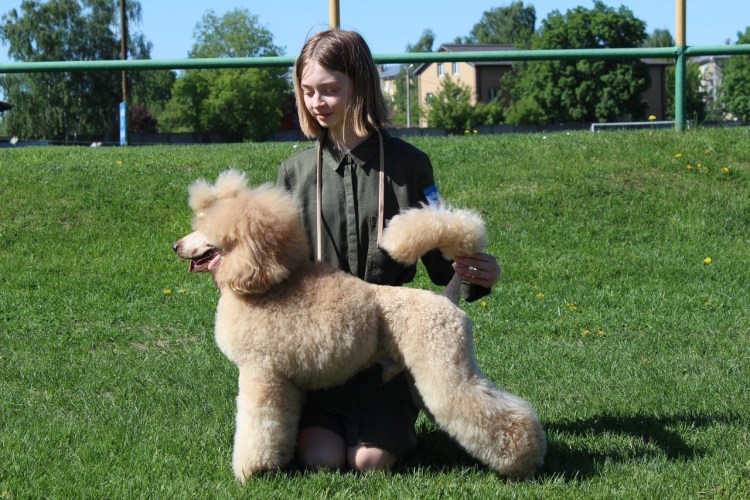 Пудель Лебедева Надежда