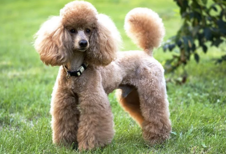 Королевский пудель Арлекин