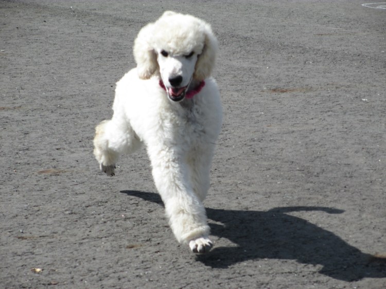 Королевский белый пудель в Кронштадте