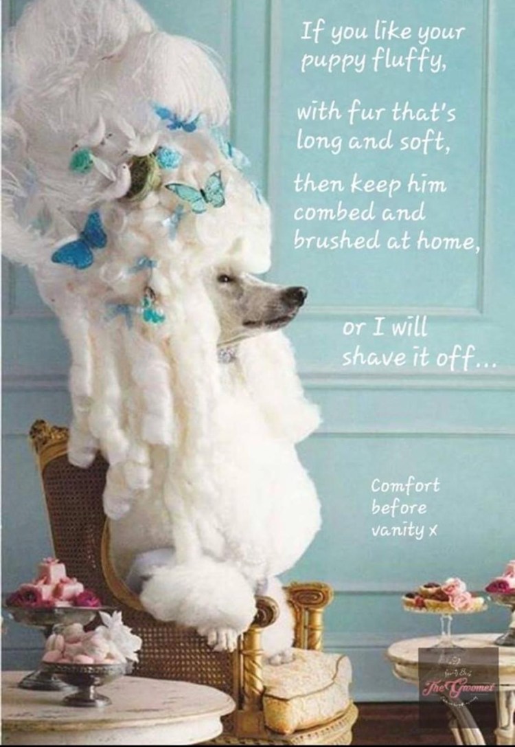 Артемон груминг