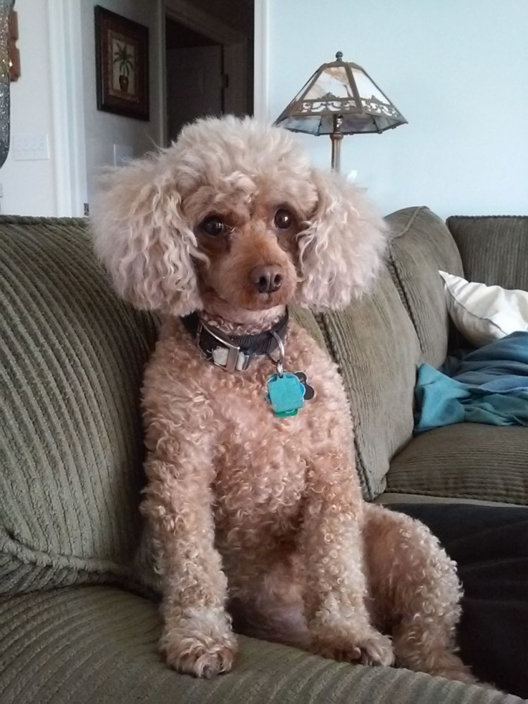 Пудель шампань