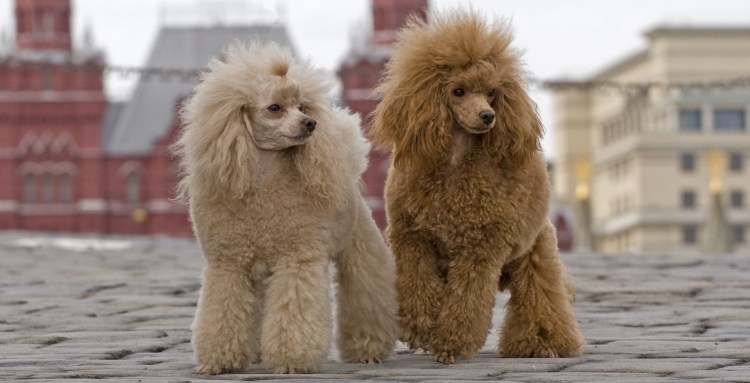 Порода собак пудель карликовый