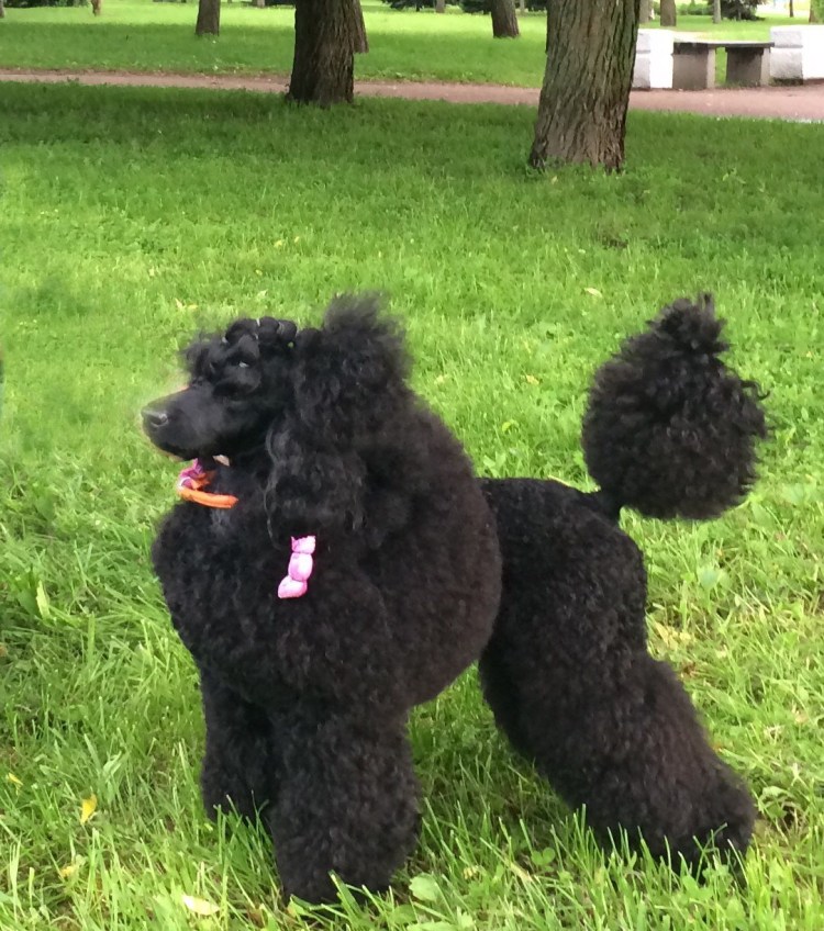 Карликовый пудель черный