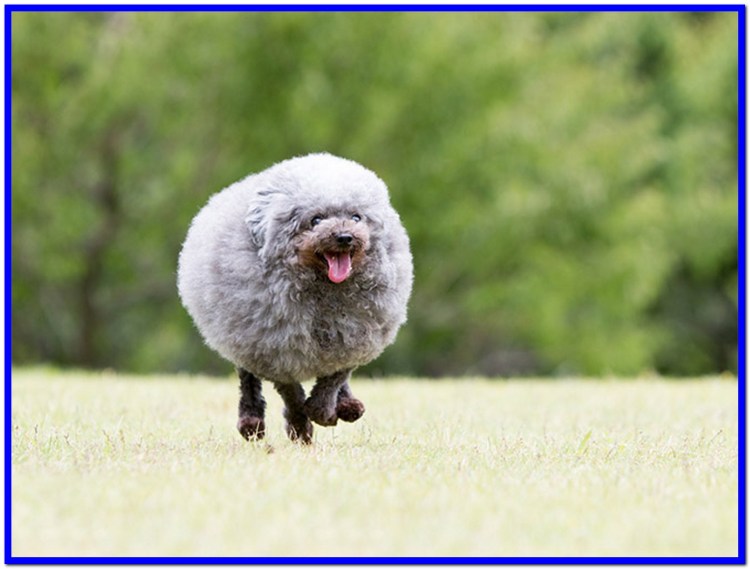 Пудель тефтелька