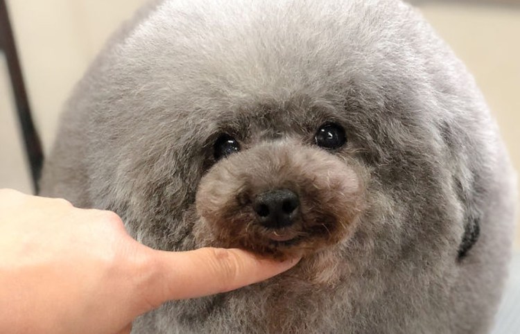 Круглый пудель