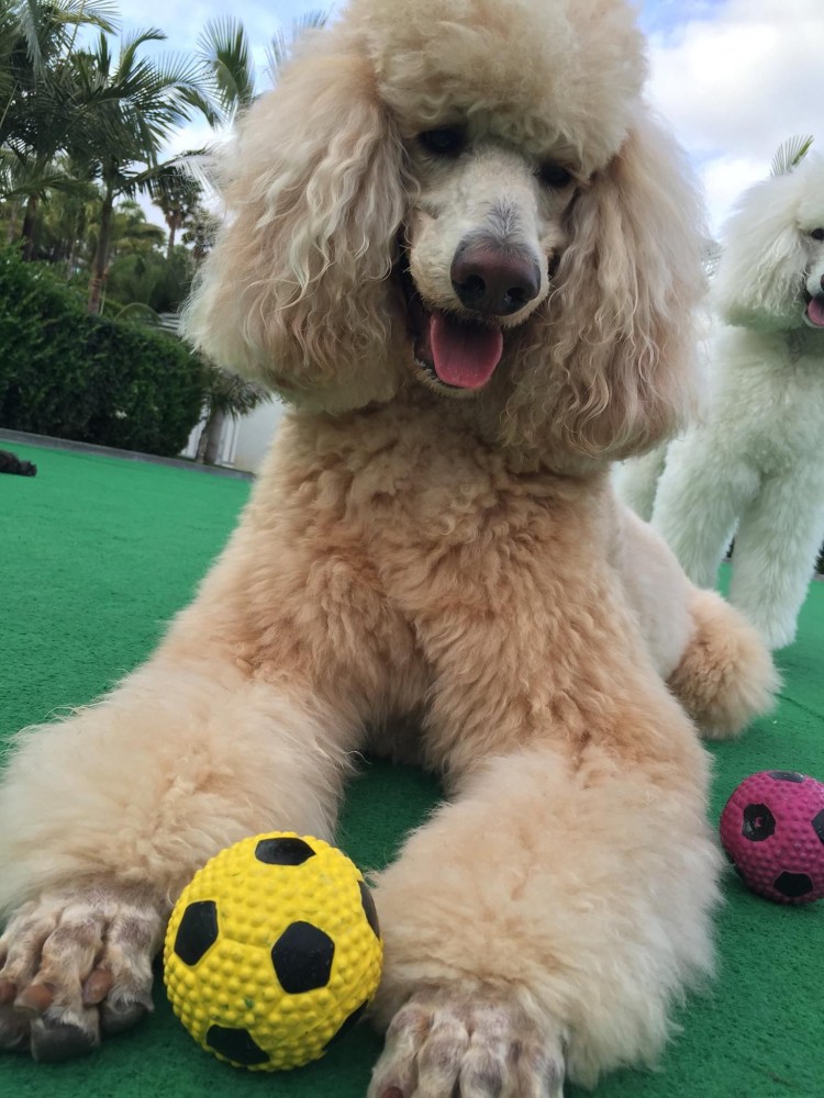 Собака пудель