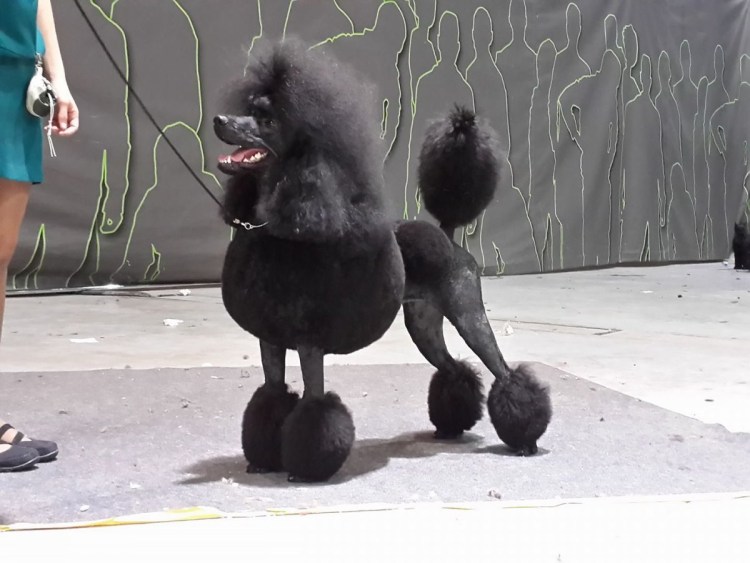 Пудель средний серый