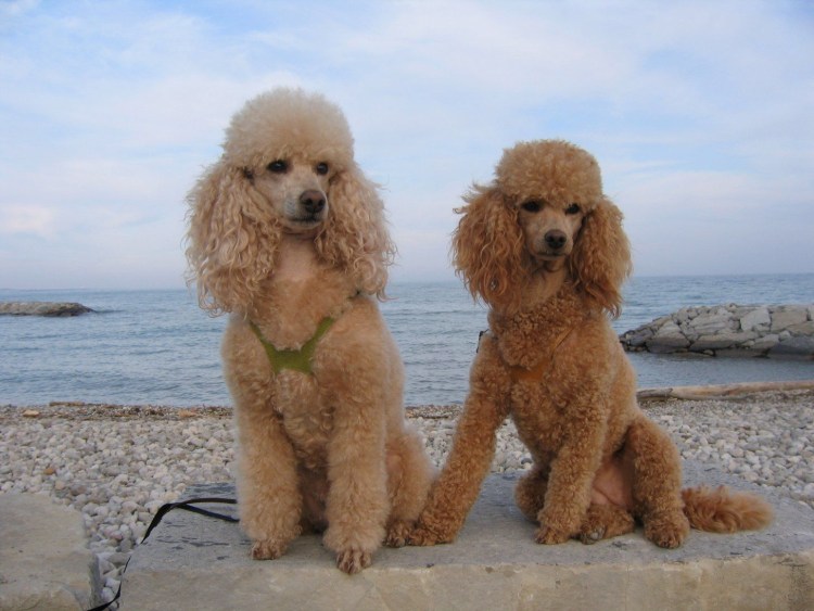 Карликовый Королевский пудель