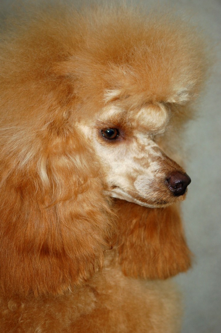 Карликовый пудель рыжий