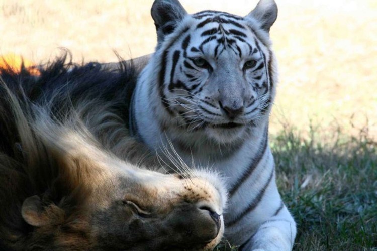 Белый тигр и Лев вместе