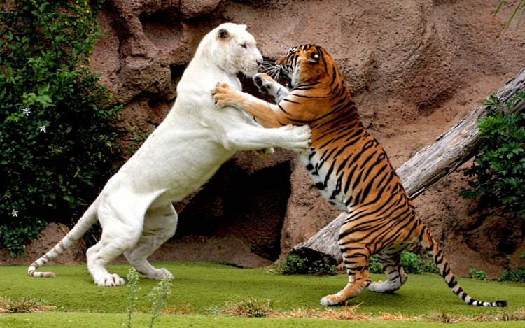 Белый тигр и Лев