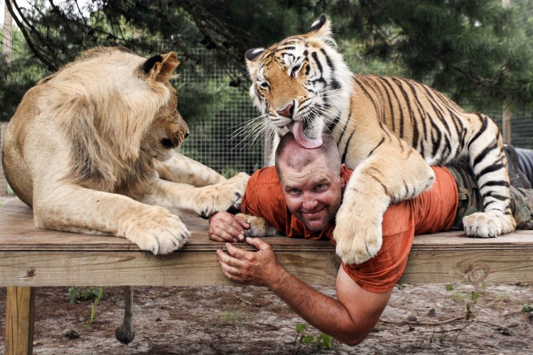 Тигр и человек Дружба