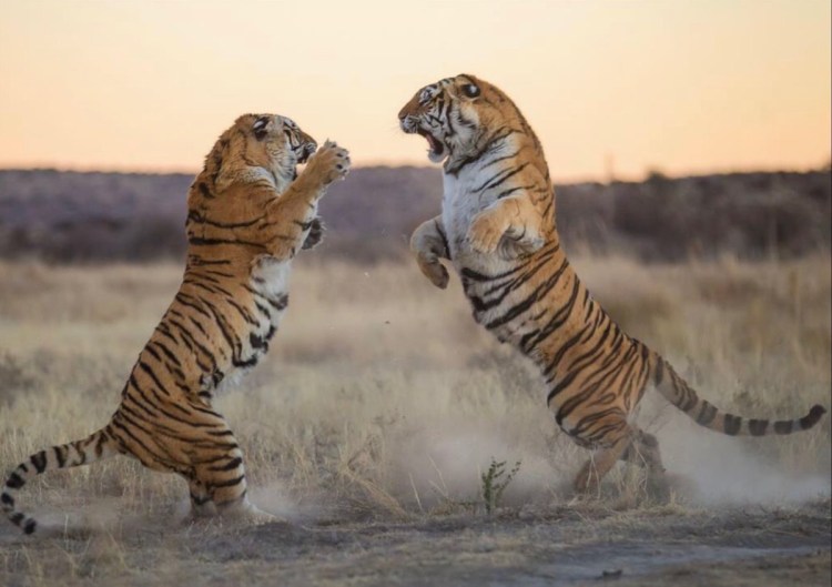 Тигрица на задних лапах