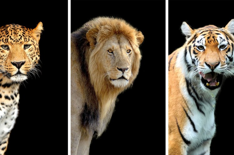 Сравнение тигров и Львов