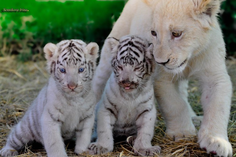 Лев тигрица Тигрёнок