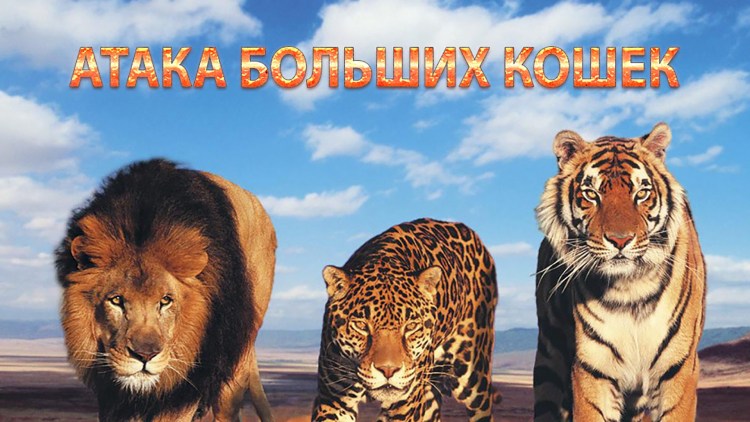 Лев, тигр, леопард Ягуар, пантера