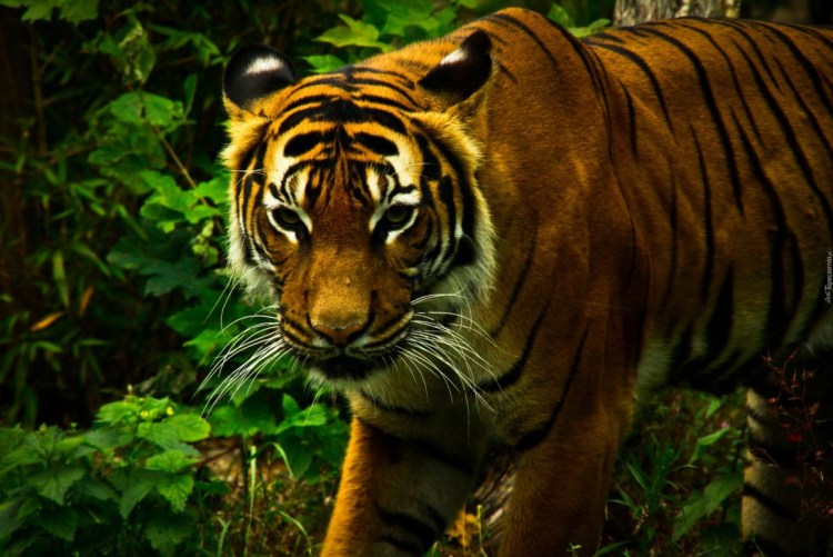 Самые красивые львы тигры