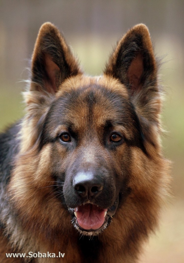 Порода Бернский зенненхунд