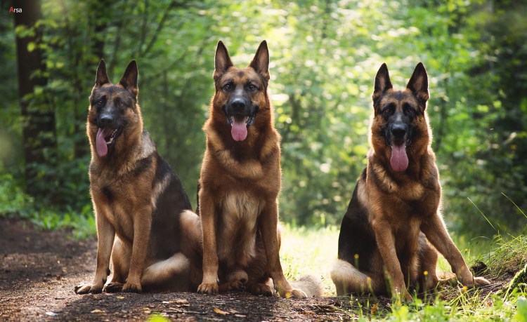 Красная немецкая овчарка