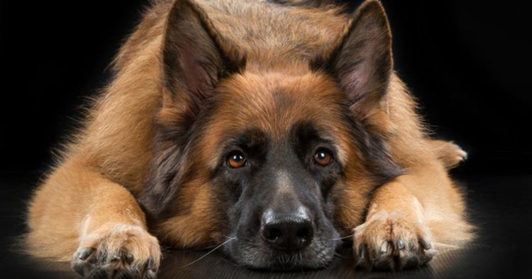 Бельгийская овчарка