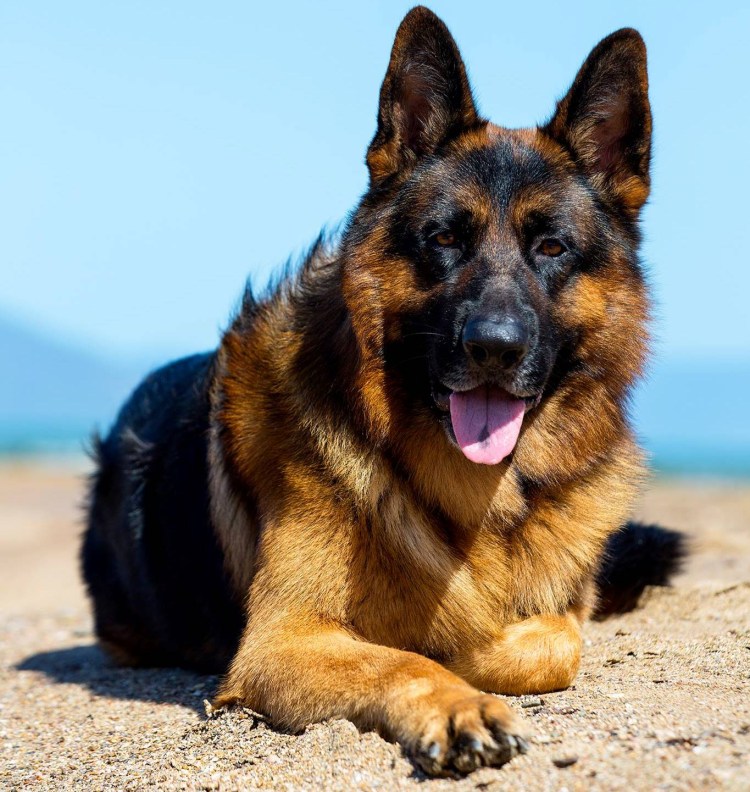 Немецкая овчарка агути